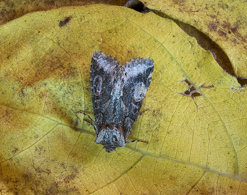 Allophyes oxyacanthae Noctuidae